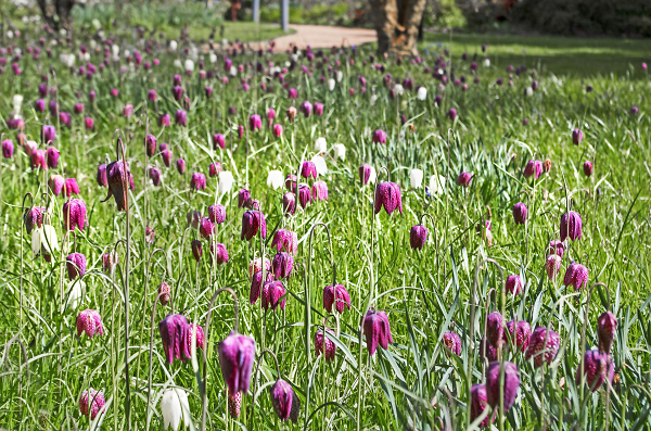 Snake's Head Fritillaries