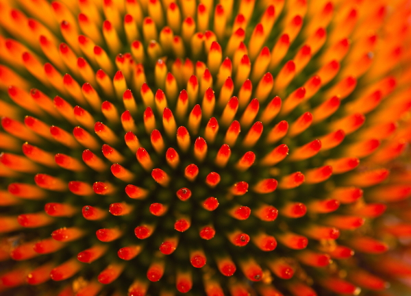 Stamen