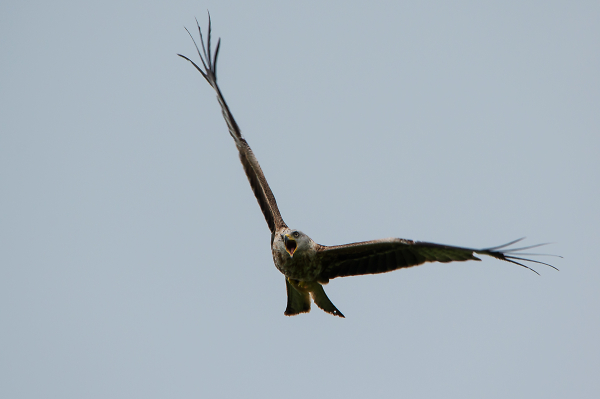 The Red Kite Swerve