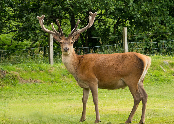 The Stag