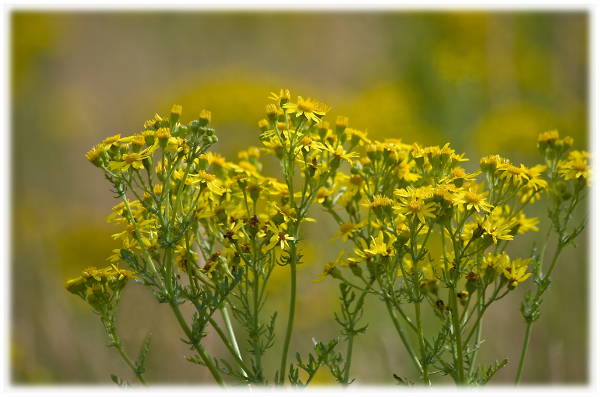 Weeds (ragwort ?)