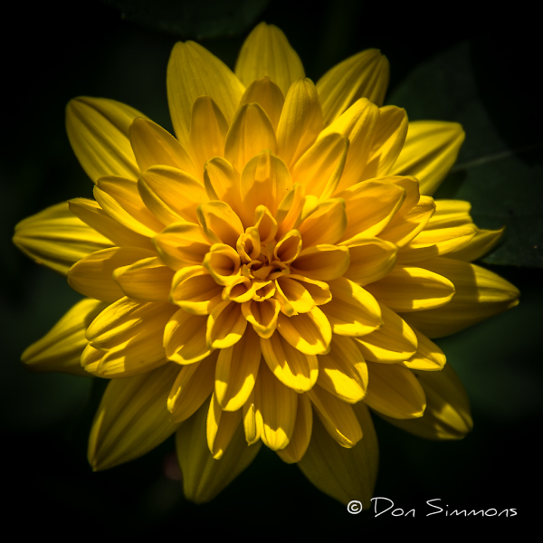 Yellow Dahlia