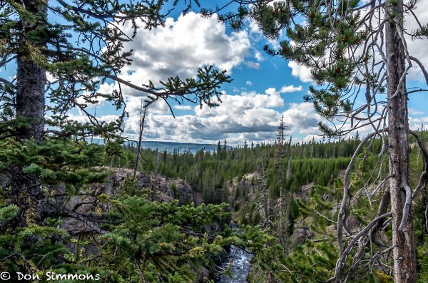 Yellowstone - A view through the trees