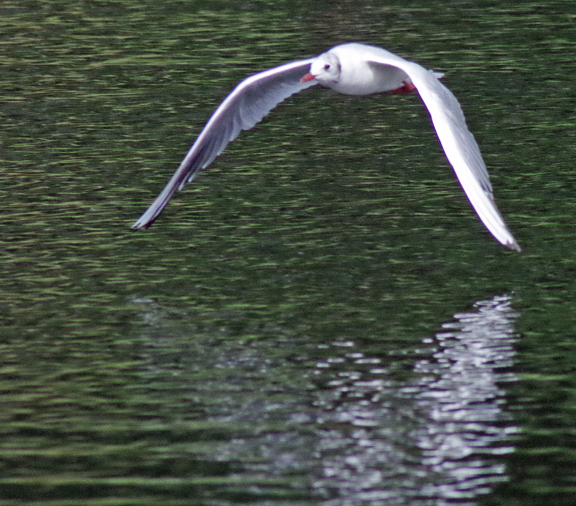 More flippin' gulls.