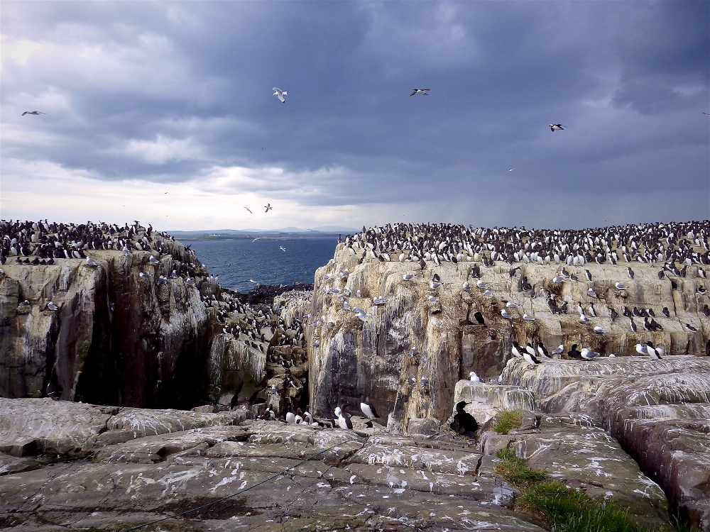 A view from the Farne Islands