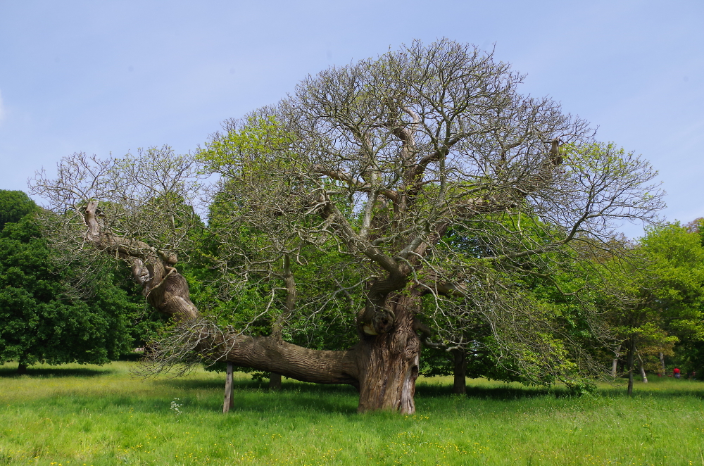 Daliesque ancient oak tree