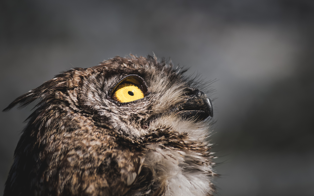 Eagle Owl