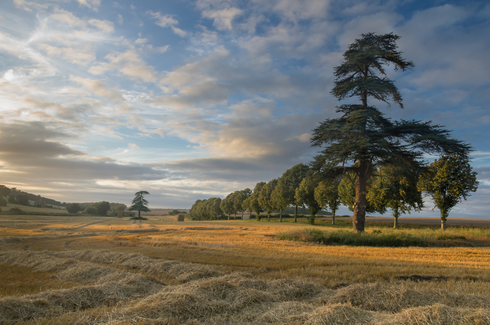 Evening glow across the cornfield