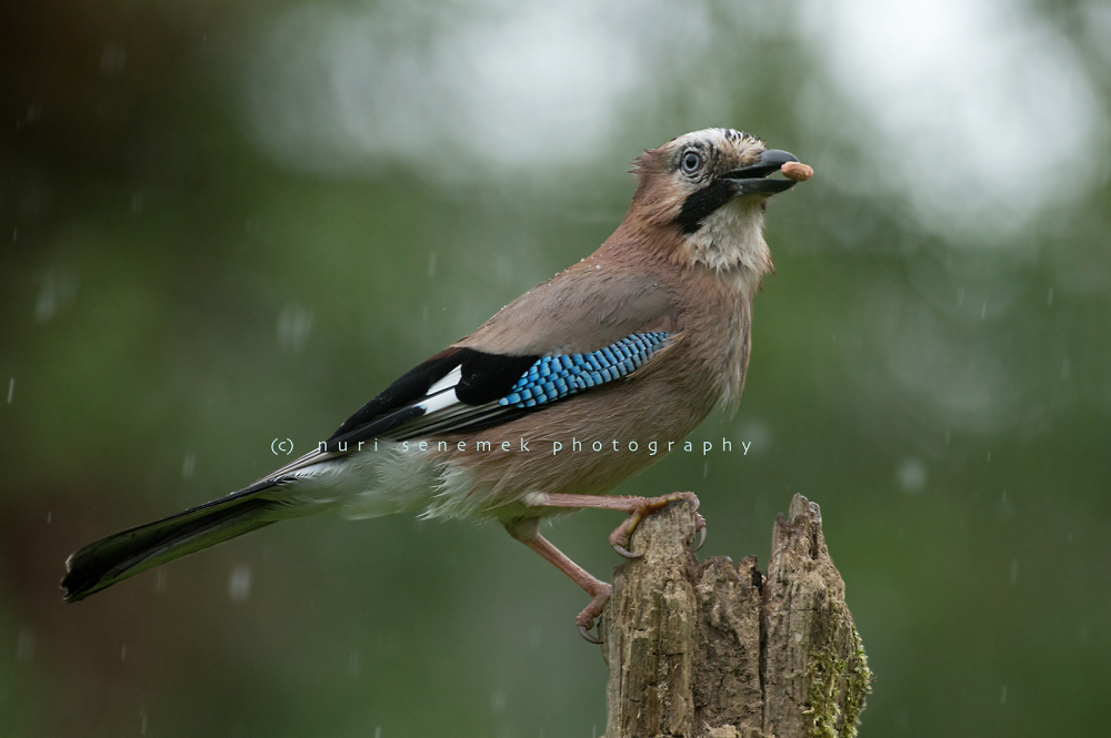 a jay in a rainy day