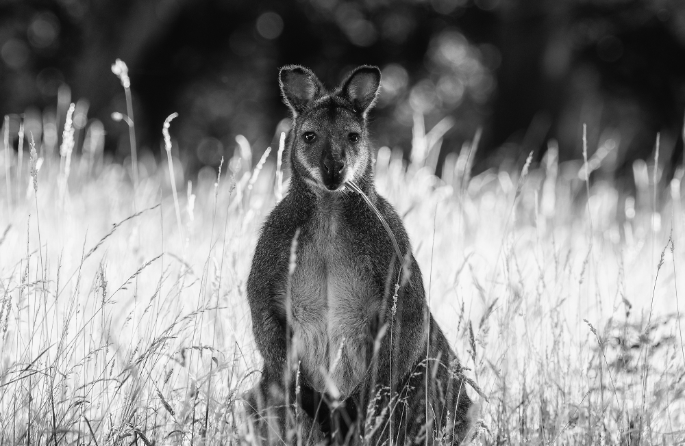 Monochrome Marsupial