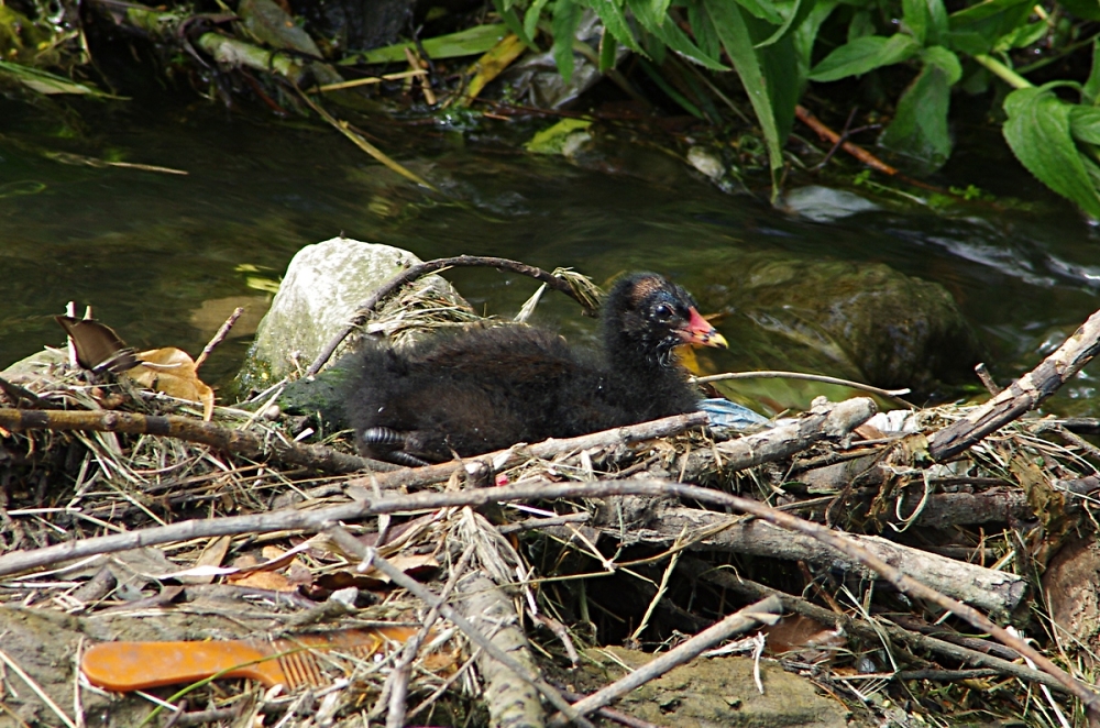moorhen chick
