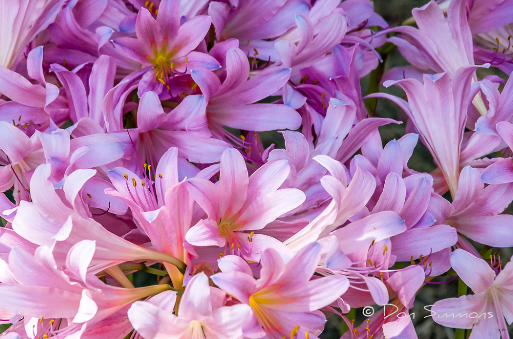 Naked Ladies