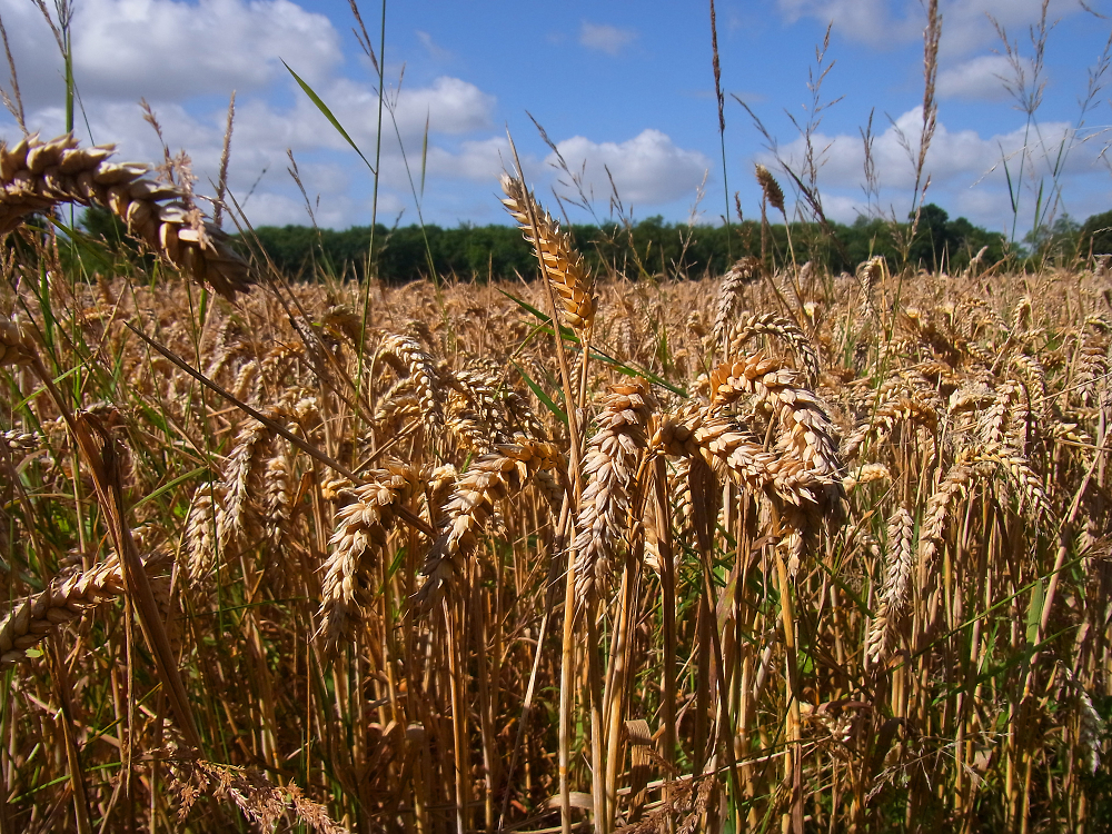 Ripening Wheat
