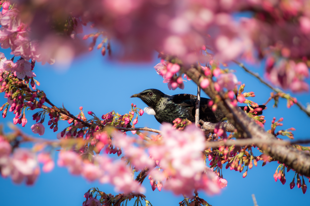 Spring Tui