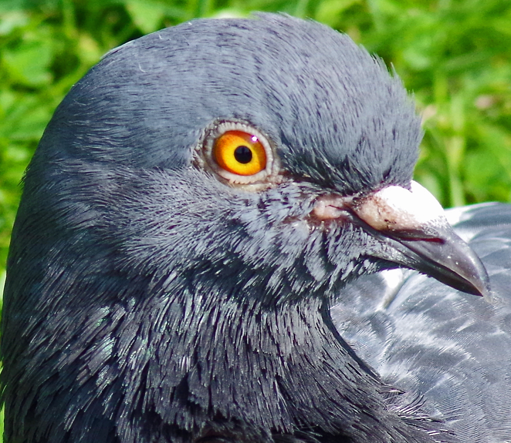 The eye of the pigeon.