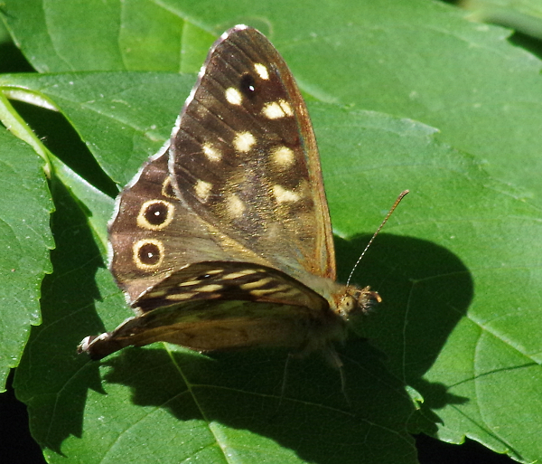 A 'flutter bye.'