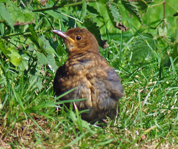 A bird in the grass is worth ....