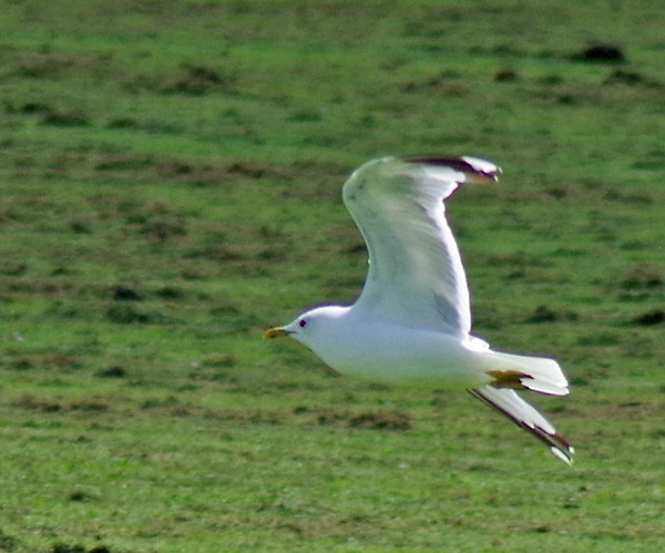 A gull.
