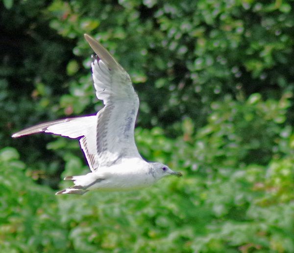 A gull.