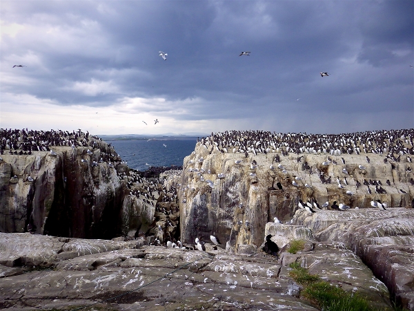 A view from the Farne Islands