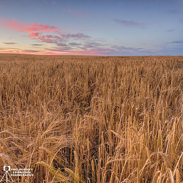 Afterglow at Blakemore Hill