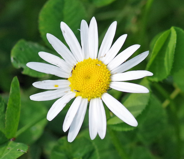 Ants on flower, makes a change from bee on flower.