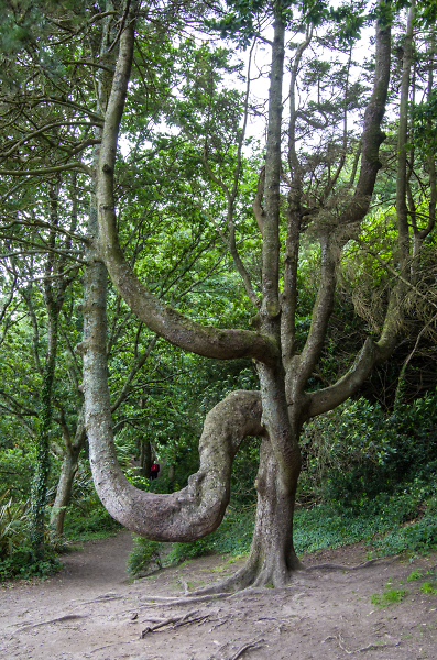 Arborial 'U' bend