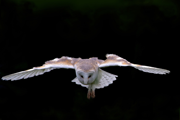 Barn owl (dusk)