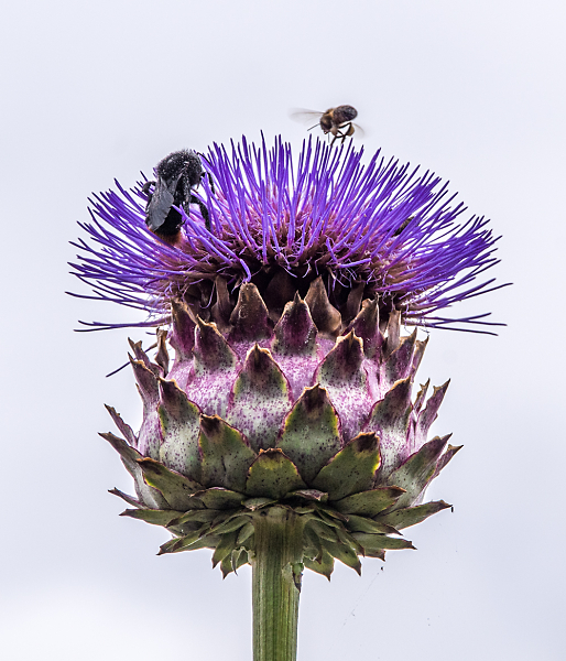 'Bee kind'