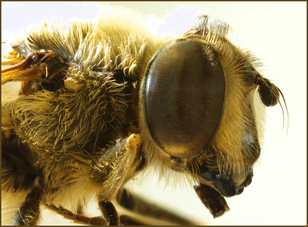 Bee Stack