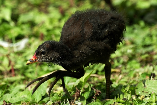 Bigfoot       (Moorhen Chick)