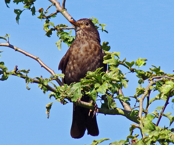 Bird at rest.