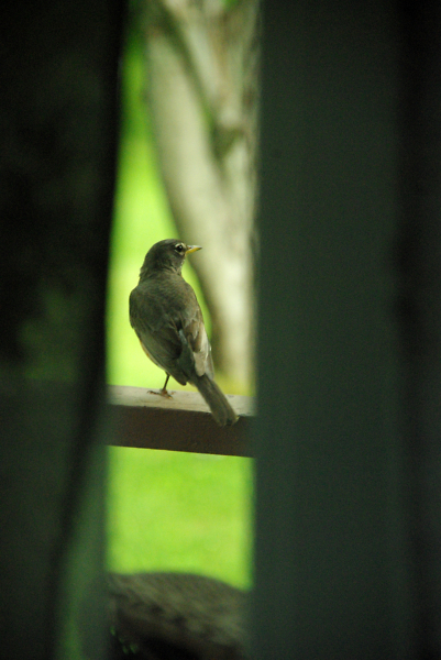 bird