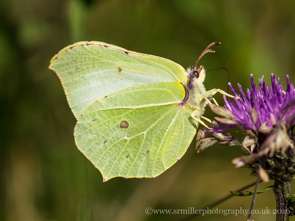 Brimstone