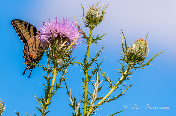 Eastern Tiger Swallowtail