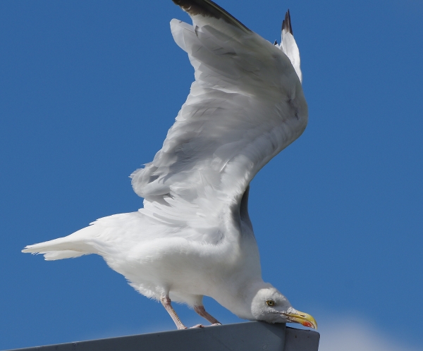 I've got an itch - again