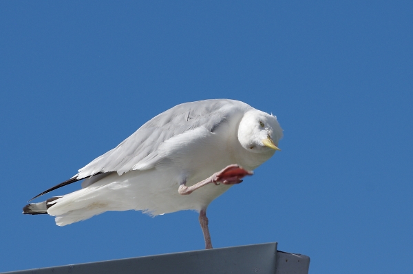 I've got an itch