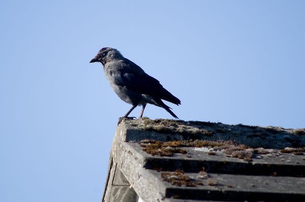 jackdaw watching me