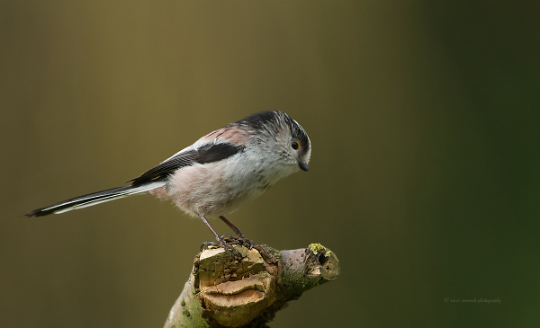 LTT