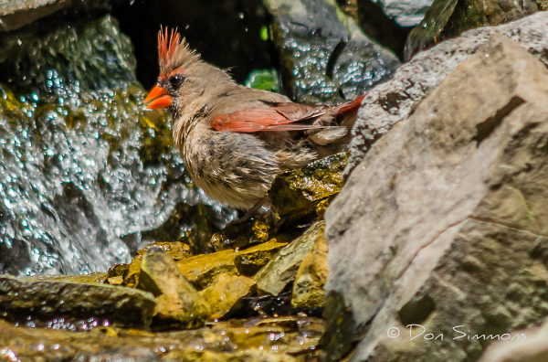 Momma Cardinal Enjoys a Bath