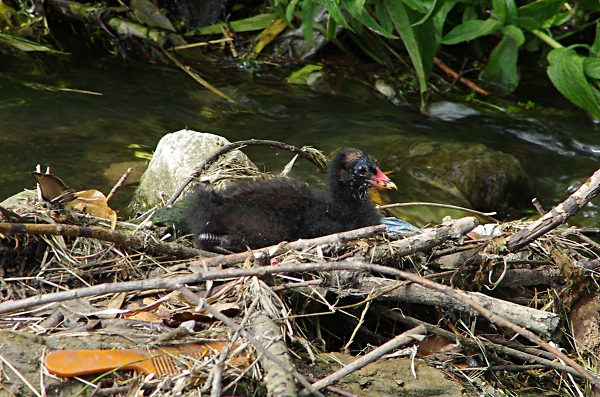 moorhen chick