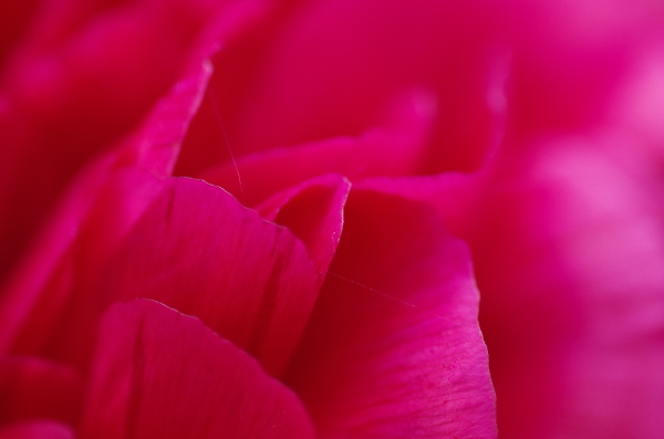 Peony flower petals & spider's web filament