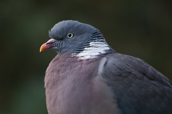 pigeon