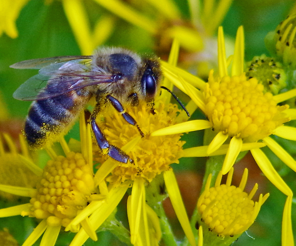 Proverbial 'bee on flower'.