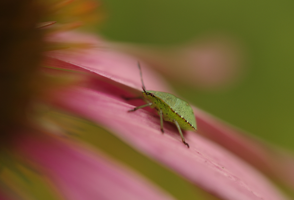 Sheild Bug