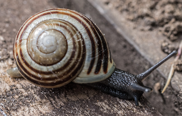 Snail Shell Structure - A Logarithmic Spiral