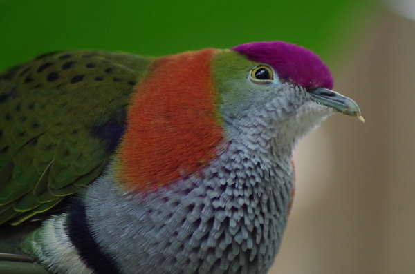Splendid Fruit Dove