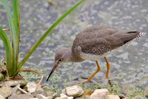 Spotted Redshank