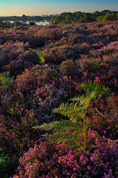 Studland Heath, A28 F2.8