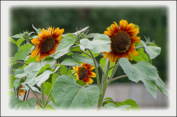 sunflowers
